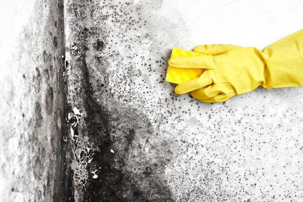 Why You Should Choose Our Mold Remediation Services in Middletown, MD